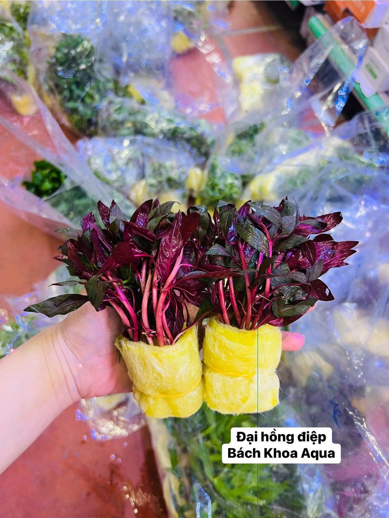 Cây cắt cắm - Đại Hồng Điệp